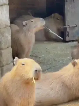 Kapibara atau kapibara besar (Hydrochoerus hydrochaeris) merupakan jenis hewan pengerat terbesar asli Amerika Selatan. Hewan ini adalah hewan pengerat terbesar yang masih hidup, dan anggota genus (Hydrochoerus). Satu-satunya anggota yang masih ada adalah kapibara kecil (Hydrochoerus isthmius). Kerabat dekatnya termasuk marmut dan marmut batu, dan lebih jauh hubungannya dengan agouti, chinchilla, dan nutria. Satu-satunya anggota yang masih ada adalah kapibara kecil (Hydrochoerus isthmius). Kerabat dekatnya termasuk marmut dan marmut batu, serta lebih jauh hubungannya dengan agouti, chinchilla, maupun nutria, yang merupakan anggota genus Hydrochoerus. Kapibara merupakan hewan asli daerah tropis dan lembap di Amerika Selatan. Kapibara dapat ditemukan di daerah Timur Andes dari wilayah Kanal Panama sampai daerah utara Kolombia dan Venezuela, Uruguay, serta Provinsi Buenos Aires di Argentina. Kapibara mendiami sabana, hutan lebat, dan hidup di dekat perairan. Spesies ini sangat sosial dan dapat ditemukan berkelompok terdiri dari 100 individu, tetapi biasanya hidup berkelompok terdiri dari 10–20 individu. Kapibara diburu untuk diambil daging dan kulitnya, dan juga minyak dari kulitnya yang tebal berlemak. Kapibara tidak dianggap sebagai spesies terancam. #capybara #kapibara #faktahewan #fyp #masukberanda 