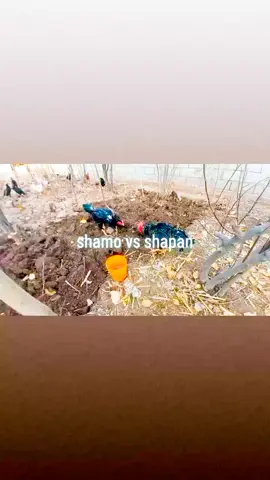 #репост #folowers #лайк #shamo #shapan 