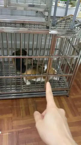 Lồng sắt cho chó lớn #cuncon #meocon #viral #pet #xuhuong 