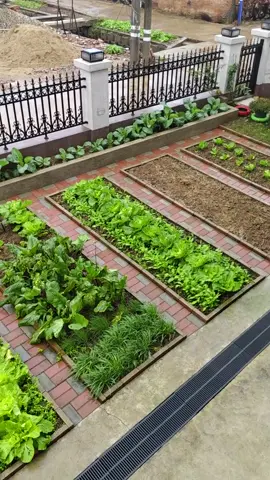 Vườn rau trong mơ các bác ạ #xuhuongtiktok #thichlamvuon #sanvuondep #trongrausach #fyp 