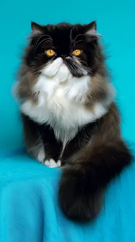 Majestic Persian Cat Portrait in Fluffy Black-and-White Elegance Against Vibrant Cyan Studio Backdrop 😻💎 #CATLab This majestic full-body studio portrait showcases a striking Persian cat whose fluffy black-and-white coat contrasts beautifully with the vibrant cyan background. The plush fur creates a luxurious, cloud-like texture that draws the eye toward the cat’s expressive yellow gaze, filled with calm confidence and quiet sophistication. Resting atop soft blue fabric, the cat embodies refined elegance while maintaining an irresistibly charming presence that makes the entire scene feel both artistic and heartwarming.