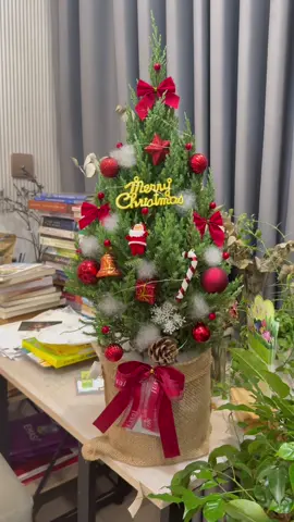 Cây sơn tùng Noel trang trí sẵn, để bàn làm việc trong nhà được bao lâu? Nghe tưởng khó, nhưng thực ra loại này dễ chăm đến mức người bận rộn cũng chơi được cả mùa! 1️⃣ Cây sơn tùng Noel để được bao lâu? Từ kinh nghiệm chăm sóc sơn tùng Noel nhiều năm, mình thấy: 👉 Cây sống khỏe trong mát 2-3 tháng, lá vẫn xanh, form cây giữ rất đẹp. Chỉ cần đặt lên bàn làm việc, góc phòng khách hay kệ trang trí là đủ - không cần nắng vẫn ổn. 2️⃣ Cách chăm cây sơn tùng Noel trang trí sẵn để bàn làm việc ✅ Tưới nước nhẹ - nhưng đều Sơn tùng Noel thích đất khô, vì vậy: 👉 2-3 ngày tưới 1 lần, tưới ít nhưng ổn định là cây khỏe. Mình đi làm bận rộn mà cây vẫn không bao giờ rụng lá. ✅ Để trong nhà vô tư Ưu điểm lớn của dòng này: 👉 Chịu mát cực tốt, nên cả tháng trời không ra nắng vẫn giữ màu xanh đẹp như mới mua. Rất hợp cho ai muốn trang trí bàn làm việc suốt mùa lễ. ✅ Sau Noel vẫn sử dụng được Đừng bỏ nha! Mình tháo phụ kiện ra → mang cây ra nắng sớm khoảng 1-2 giờ → cây hồi nhanh và phát triển tiếp như cây cảnh mini ngoài trời. 💬 Giải đáp các thắc mắc khi trồng cây sơn tùng trang trí Noel có đèn ❓ Cây sơn tùng Noel trang trí sẵn có dễ trồng không? 👉 Rất dễ. Loại này ưa khô nên chăm cực nhẹ tay, người mới vẫn trồng được. ❓ Có cần nắng không? 👉 Khi trang trí trong nhà: không cần nắng, cây vẫn xanh 2-3 tháng. 👉 Nếu muốn giữ lâu dài: cho tắm nắng sớm 1-2 tiếng, cây sẽ bật đọt mới nhanh hơn. #caytung #caytungnoel #trangtriNoel #Noel