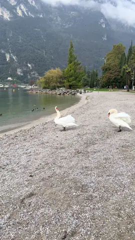 #rivadelgarda #italy 🤍💚❤️