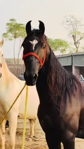 “A horse doesn’t just carry you forward; it carries your thoughts, your worries, and your dreams, turning them into moments of pure peace.”