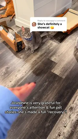 Replying to @cocogigi Cat parents know—sometimes they just feel like being dramatic! #catsoftiktok #taylorswift #catmom #sabrinacarpenter #dramatiktok 