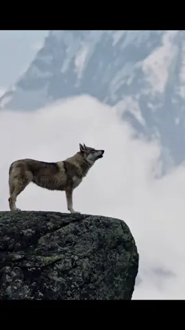 Build a shelter from small branches safety and effectively  #camping #survival #asmr #travel 