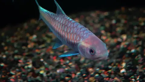 Những anh tài tương lai, Mị Nương Ngọc Lam “Blue Mahseer” #thuysinh #freshwateraquarium #xh #bluemahseer #tropicalfish 