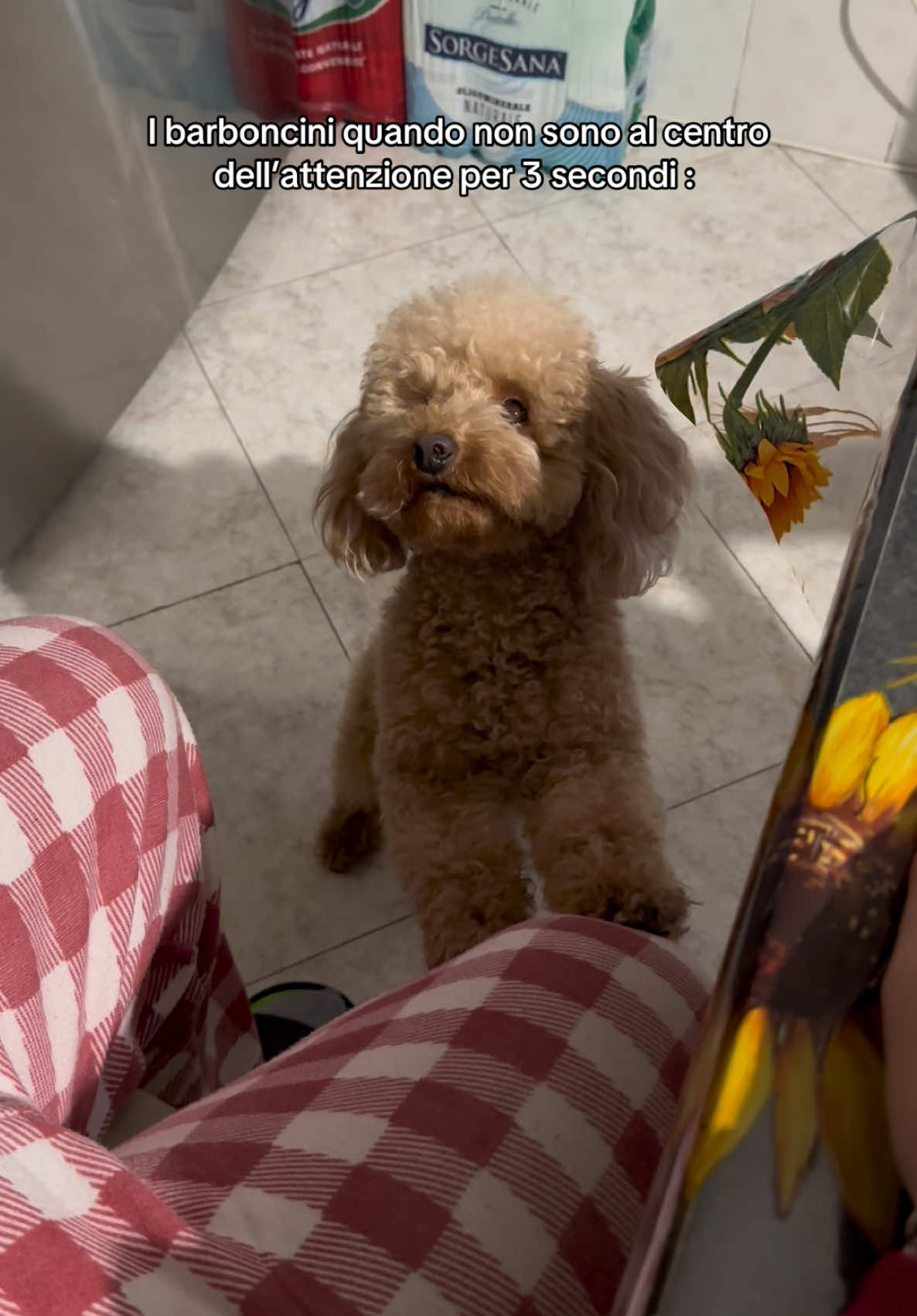 Piccolo bimbo capriccioso 🤣 #barboncinotoy #poodle #dogtok #barboncino #poodletoy 