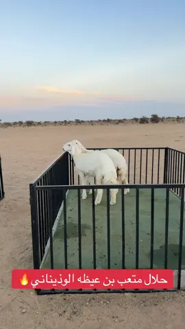 #متعب_بن_عيظه  #متعب_عيظه #حريات  #حلال  #رخال                             