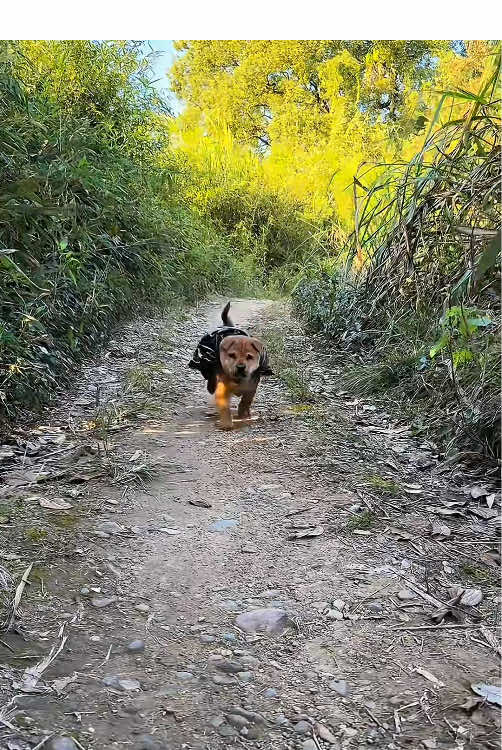 You came all this way just to treat me to a bowl of rice? #puppy #countrydog #farmvillagedog #cutepuppy #fyp 