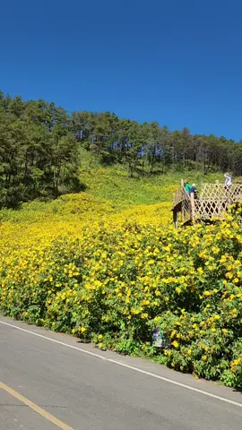 ทุ่งดอกบัวตอง 24พย68 #เที่ยวแม่ฮ่องสอน #ดอยแม่อูคอ 