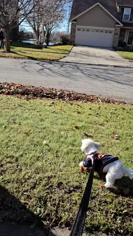 #fyp #dog #funny #bichonfriseshihtzu 