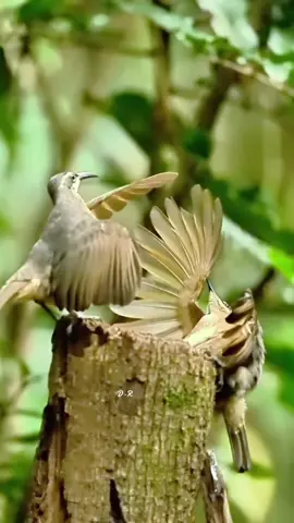 Beautiful pictures of some birds dancing #bird #dance #Love #creatorsearchinsights #fyp 