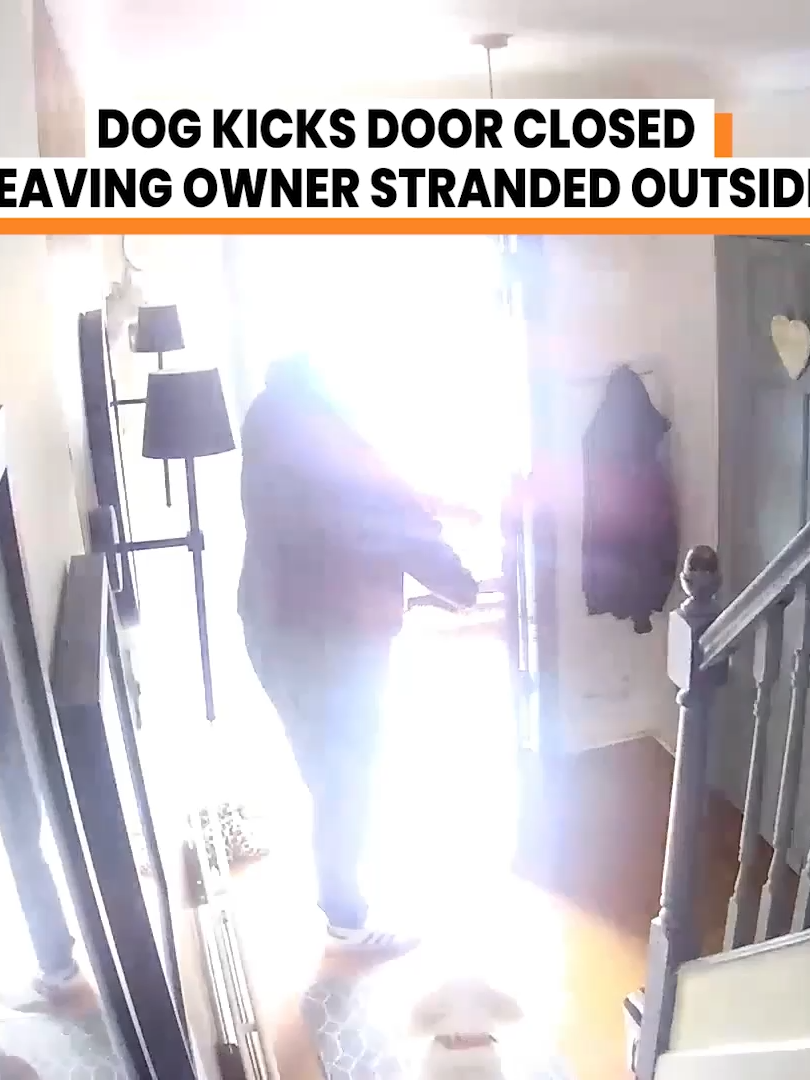 I feel like this was on purpose  (@arkbykomi ) #dogsvideo #ringdoorbell #funnyfails #failscaughtonfilm