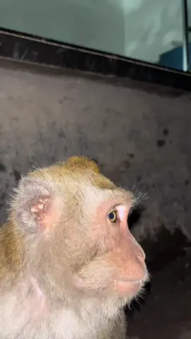 Absen#fyp #fypシ゚ 