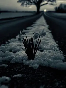 #CapCut #dianastemplate #trending #fypage #quote 