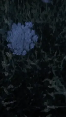 cre voice : me  cre vid : Pinterest  #chengyiheng_陈浚铭💖💫 #💕diichidiary #lunaris_team #rh_zaria 