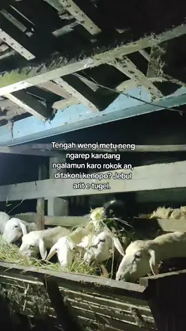 #peternakkambing #peternakmuda #tukangngarit #fyp #fypシ 