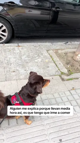 No sé si están enamorados o que se van a pegar #perros #mascota #fyp #humor #dogtok 