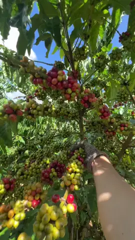 1 năm có 1 mùa thôi cố bào thôi mọi người 🤣#càphê #xybca #49lamdong #viral #xuhuong 