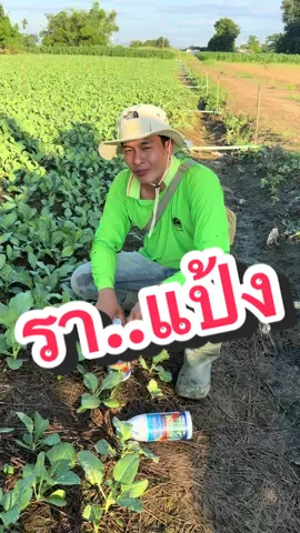 #สารกำจัดโรคใบเหลืองในผัก #ยากำจัดโรคเชื้อรา #วัยรุ่นทํานาพิษณุโลก🌾❤🙏🏻 