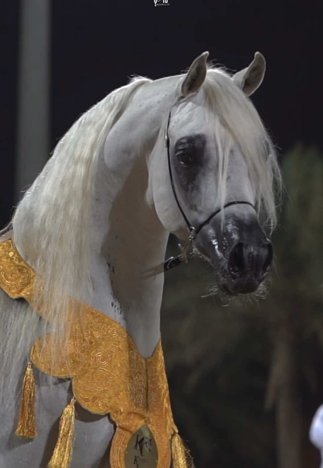 لو ما استباح العيون 👑🤍