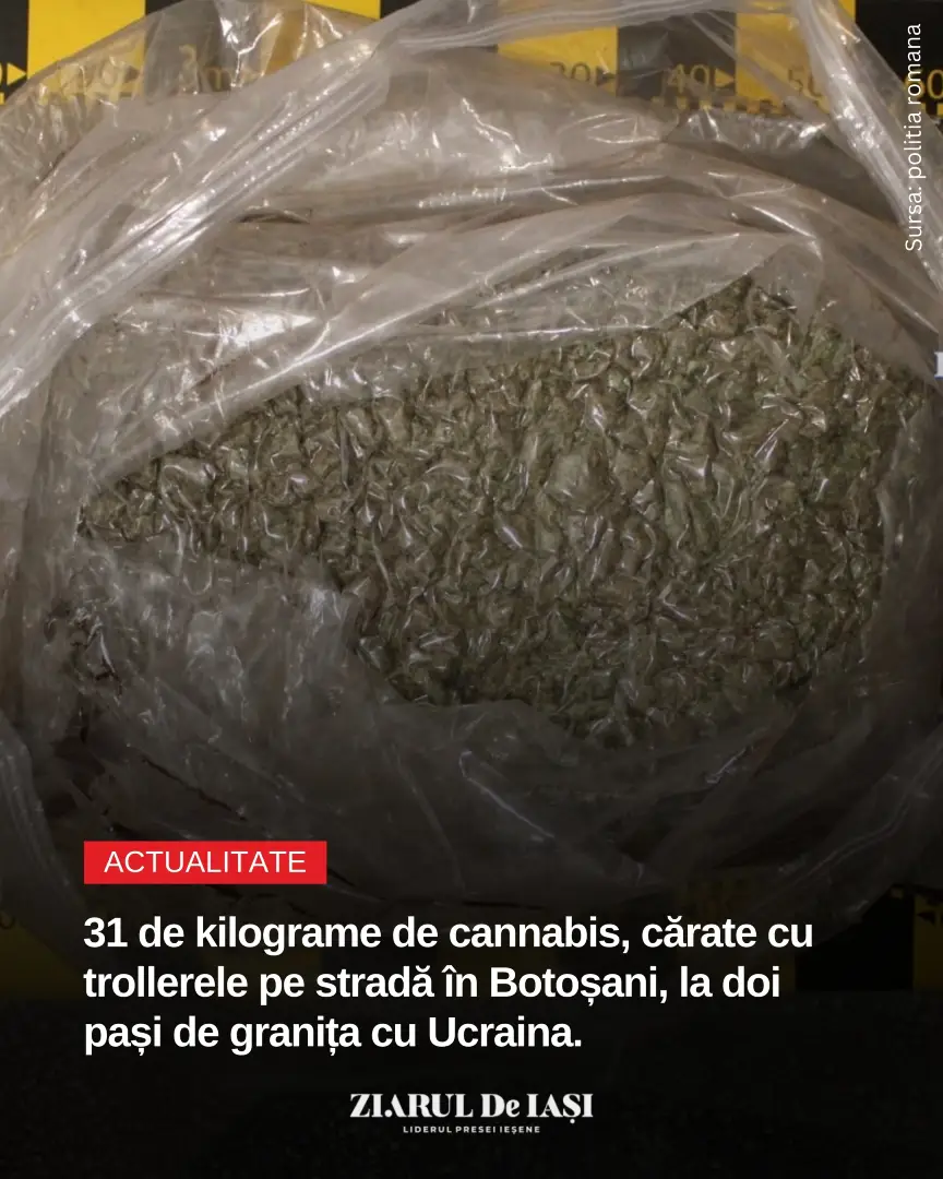 Patru persoane cu vârste între 20 și 49 de ani au fost reținute de procurorii DIICOT Botoșani pentru trafic de droguri de risc, după ce trei dintre inculpați au fost prinși în flagrant în timp ce transportau aproximativ 31 de kilograme de canabis. La datele de 21 și 23 noiembrie 2025, procurorii Direcției de Investigare a Infracțiunilor de Criminalitate Organizată și Terorism – Biroul Teritorial Botoșani au dispus reținerea a 4 inculpați, cu vârstele cuprinse între 20 și 49 de ani, cercetați sub aspectul săvârșirii infracțiunilor de trafic de droguri de risc și complicitate la trafic de droguri de risc. Primele măsuri au fost luate în ziua de 21.11.2025, după prinderea în flagrant a trei dintre inculpați, în localitatea Vârfu Câmpului, județul Botoșani, în timp ce transportau 3 trolere în care se aflau aproximativ 31 kilograme canabis. Această cantitate de drog de risc destinată comercializării a fost ridicată anterior de inculpați, de la un punct de lucru al unei societății de transport internațional.