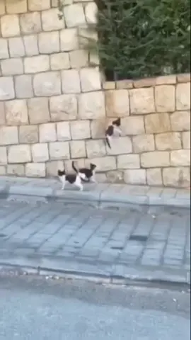 They give their best  #fyp #cat #cats #viral #straycat 