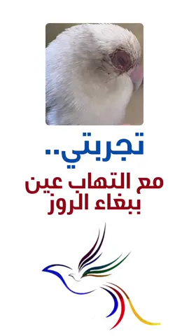 #ببغاوات #طيور_زينة #مربي_طيور #ترند #اكسبلور