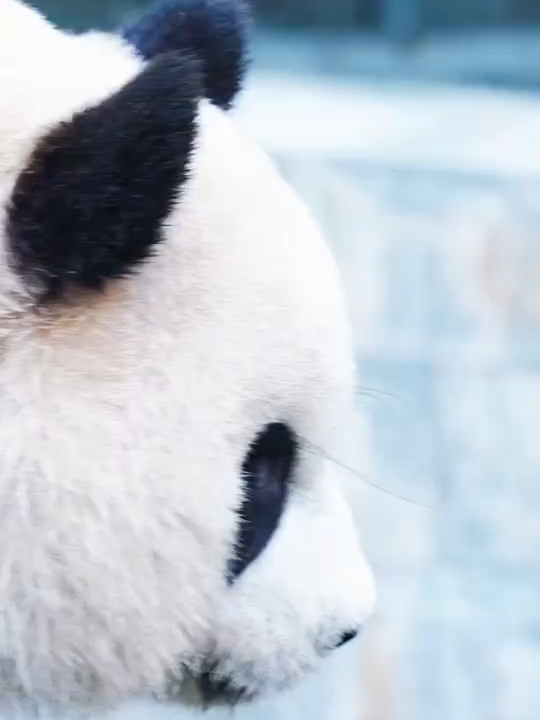 Bát Tử dưới tuyết, Bánh bao nhỏ A8 xinh nhất dòng họ luôn, con lai Tần Lĩnh và Tứ Xuyên mang nép đẹp của cả cha 7 và mẹ 9 # bazai #qizai