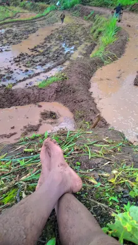 #petanimuda  #petaniindonesia🇮🇩🇮🇩🇮🇩🌿🌿  #salamparapetani