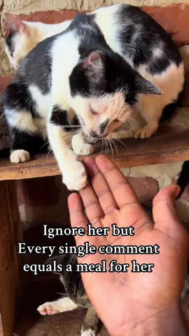 #catsoftiktok #catlover 