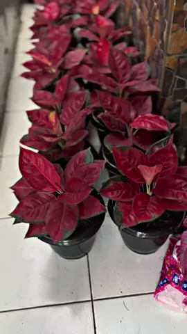 Buruan warga Aglaonema suksom 🌹