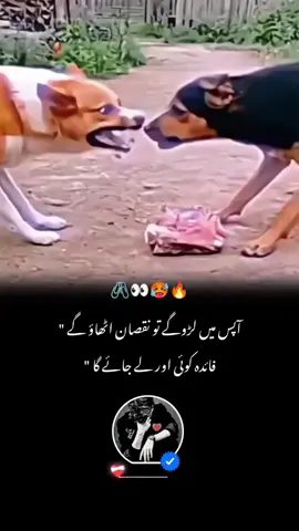 فائدہ کوئی اور لے جائے گا#💕🥵🔥 #foryou #fypシ゚ #viral #foryoupag 🖇👀😒