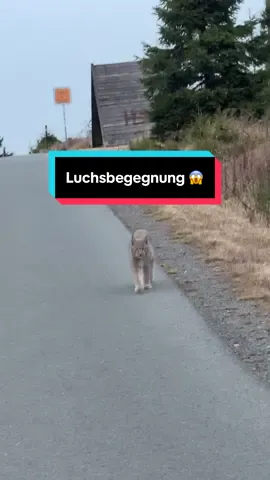 Luchs beim Radeln entdecken ✅ #dreiland #mdr #brocken #harz #luchs 