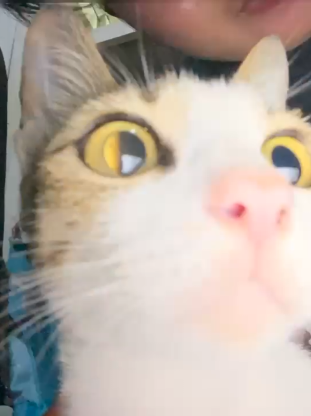 eh eh😍🫰#fypシ゚ #random #cat 