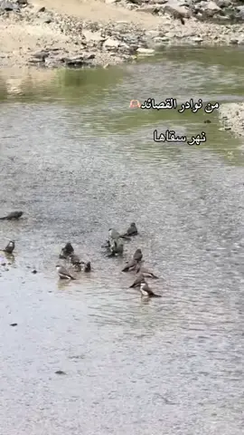 #مساء_الخير #اكسبلورexplore #قصائد_شعر_خواطر #مهذل_الصقور #شعراء_وذواقين_الشعر_الشعبي 