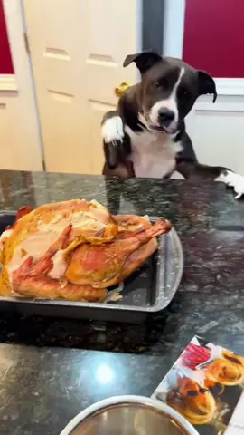 Try not to laugh 😂😂😂 #animals #dog #pet #haha #cat 