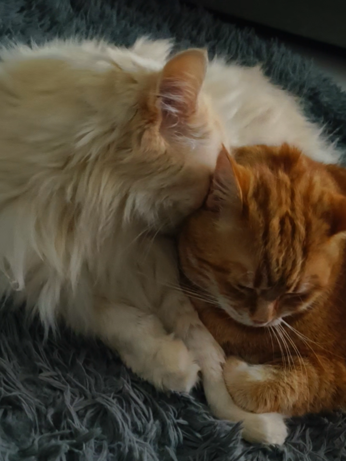 موفا 🍊 و سنوي 💎 ♥️♥️♥️  #orangecat #cat #catsoftiktok #catlover #cats