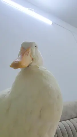 المعذبنه بجماله🥺😍 #duck #ducks #اكسبلورexplore #بط #ducksoftiktok 