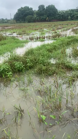 đam mê vợ có chửi thì cũng phải chiệu