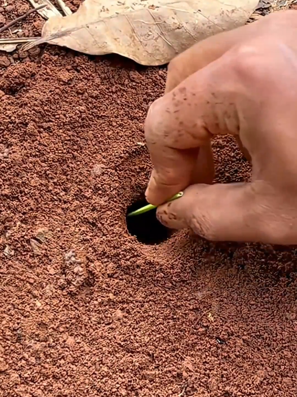 Lo Increíble de La Naturaleza  #parati#Natutaleza#viral  #hormigas #diversionnatural 