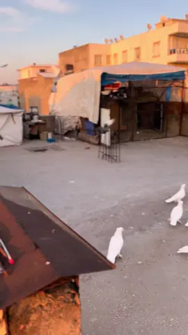 #limongüvercin #şekerigüvercin #güvercinsevdası #çifttepegüvercin #beyazgüvercin🕊 