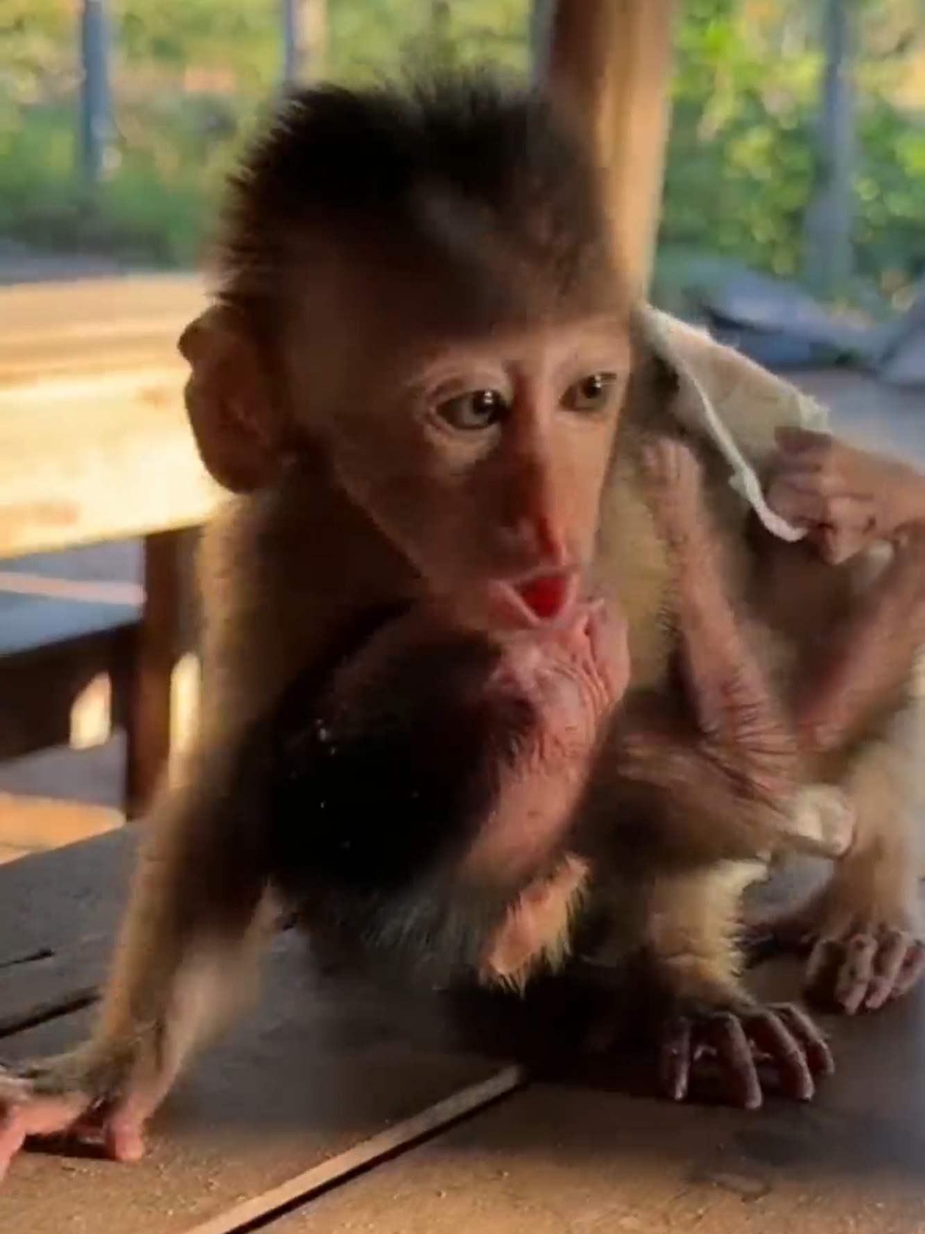 What are you calling baby? #tiktok #tiktokviral #monkey 