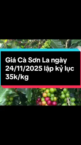 Giá cà phê Arabica Sơn La ngày 24/11/2025 lập kỷ lục mới chạm 35.000 vnđ/kg cà tươi #GiáCàPhêSơnLa #thitruongcafe #caphesonla #SonLa #arabicasonla 