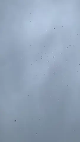 Hana cara kali nyoe 🥵#fyp #fypage #layanganputus #gelayangtunang #layangtunangaceh🥰🥰 @Hąiƙąl @nafis @lemo★¹⁰⁰ 