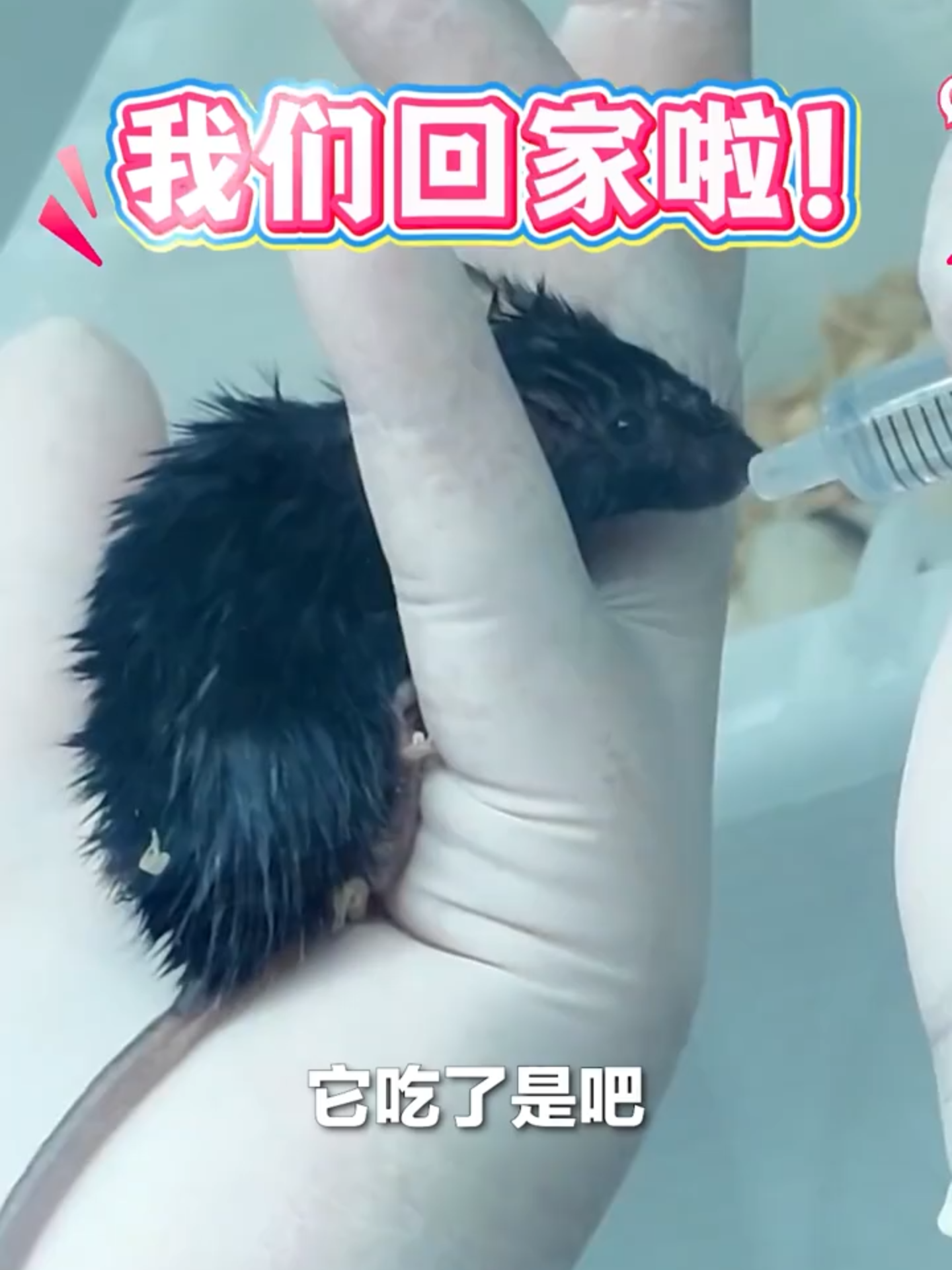 Les 4 souris « astronautes » : Nous sommes revenus sur Terre, nous nous sentons très bien ! #Chine