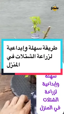 طريقة سهلة وإبداعية لزراعة الشتلات في المنزل#ambition_75 #keto_world_ 