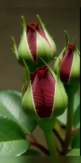 جعلنا الله🤎 واياكم من اهل القـــــــرآن🤍 وخــــــــاصته🩶 اللــــهم ارزقنا حب🤍 الــــــقرآن🩶 وشفاء القرآن🤎 وشفاعة القرآن ونو🩶 القرآن🤍 وسكينة القرآن 🤎