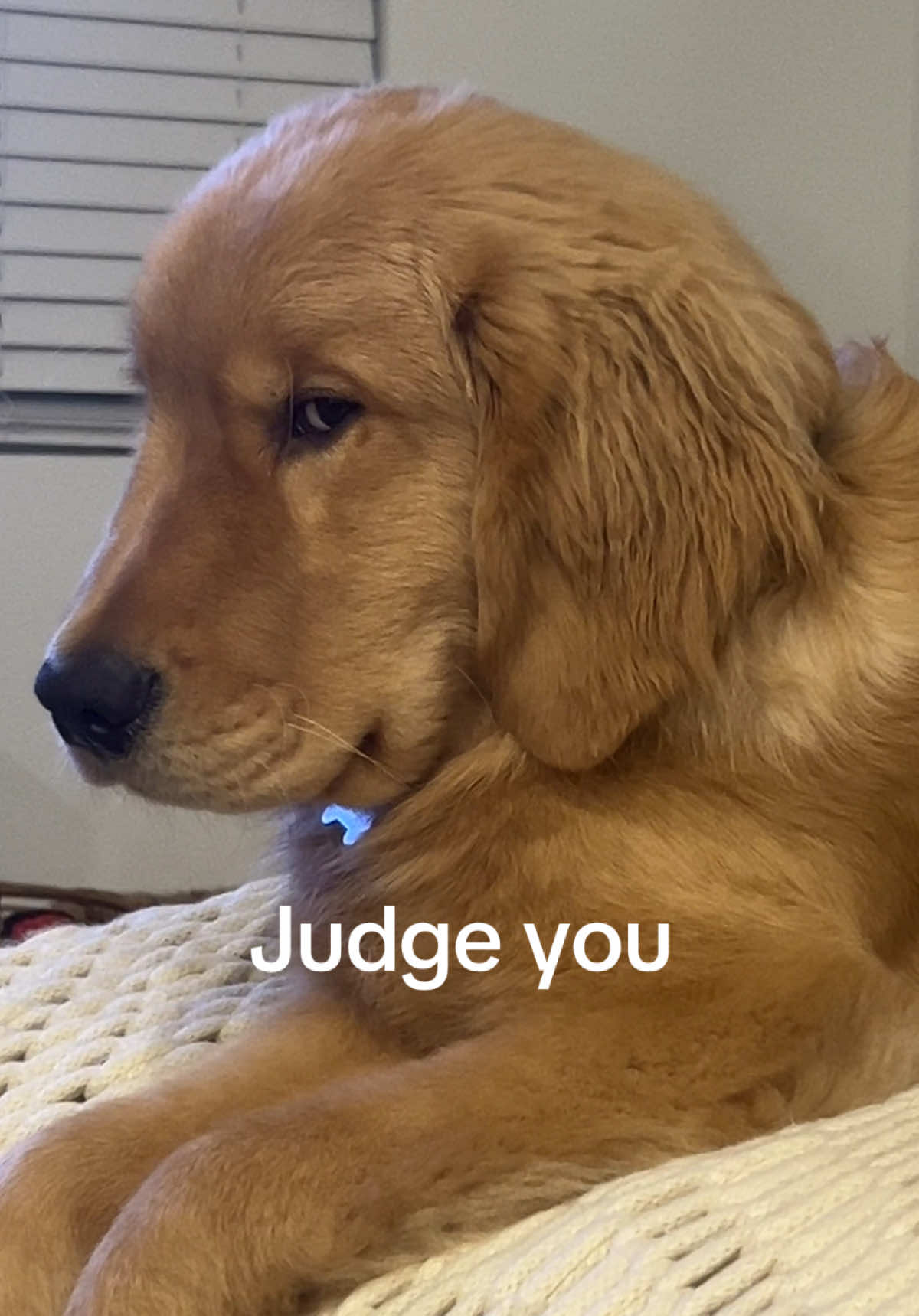 Terrifying side eye 🙄 #funnydog #dogoftheday #goldenretriever #cutepuppy #trend 